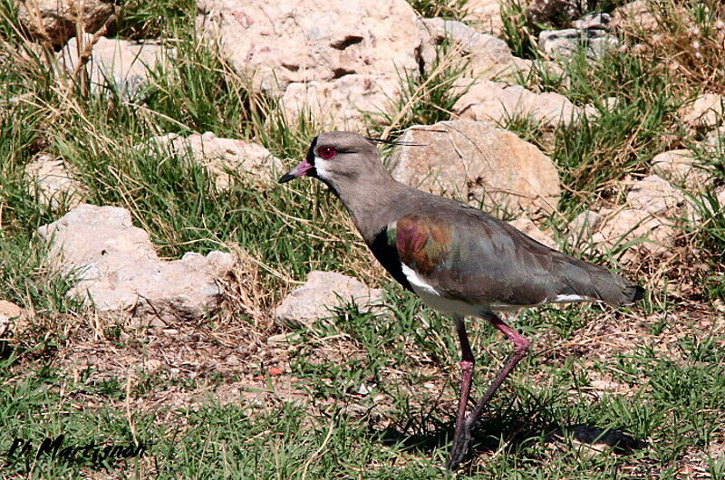 Southern Lapwing