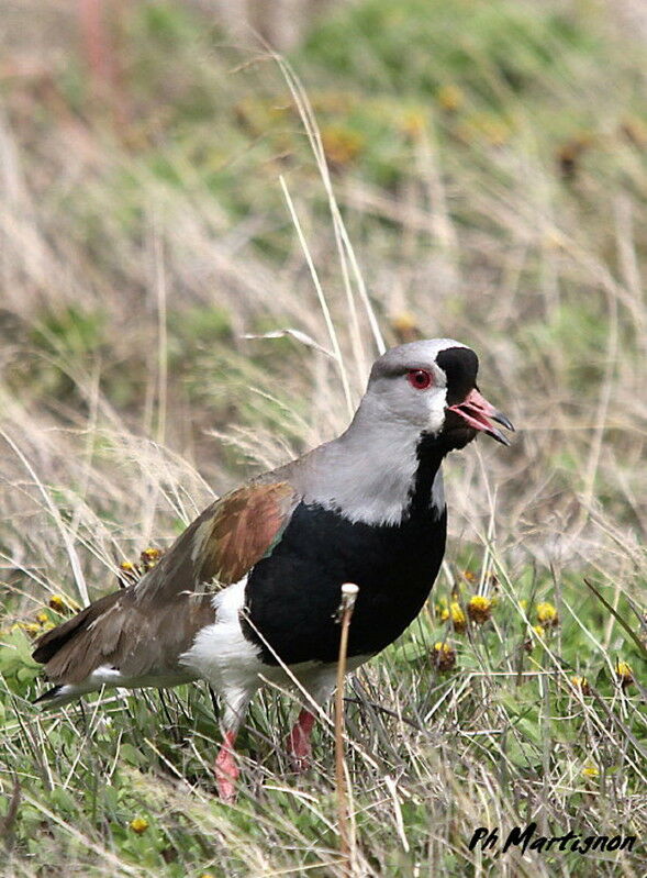 Southern Lapwing