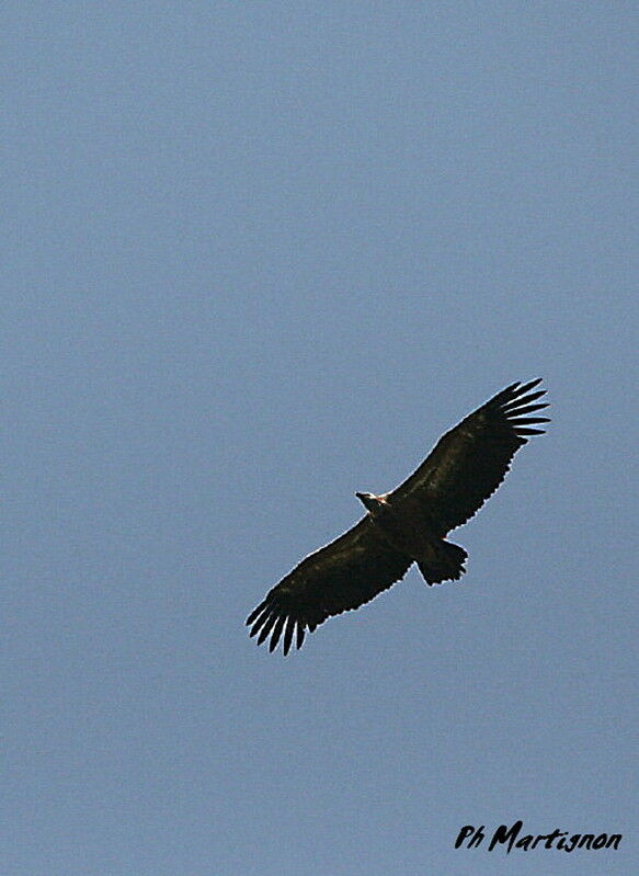 Griffon Vulture