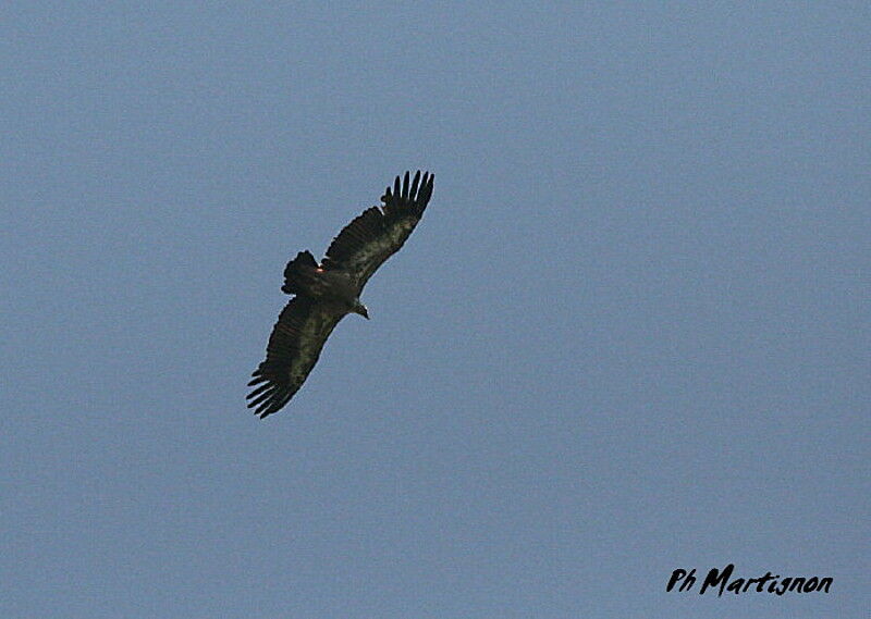 Vautour fauve