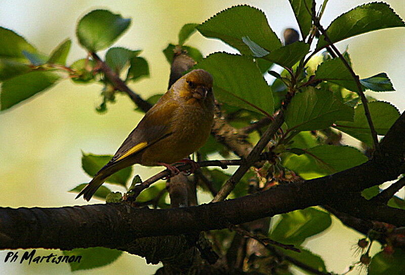 Verdier d'Europe mâle, identification