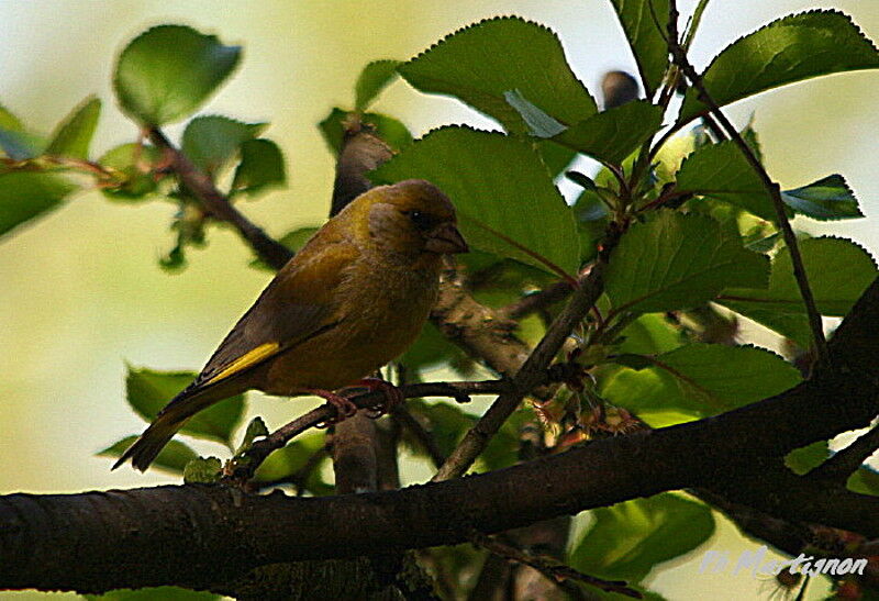 European Greenfinch male, identification