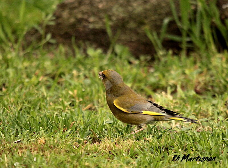 European Greenfinch