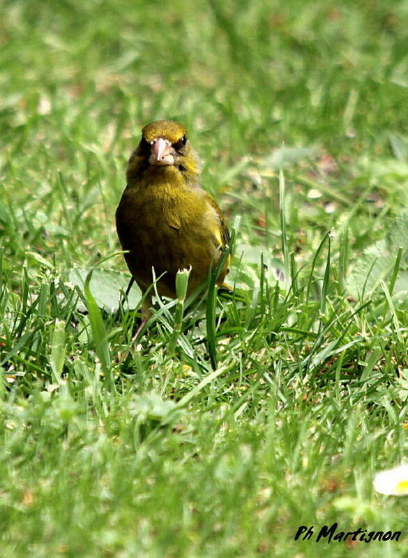 European Greenfinch