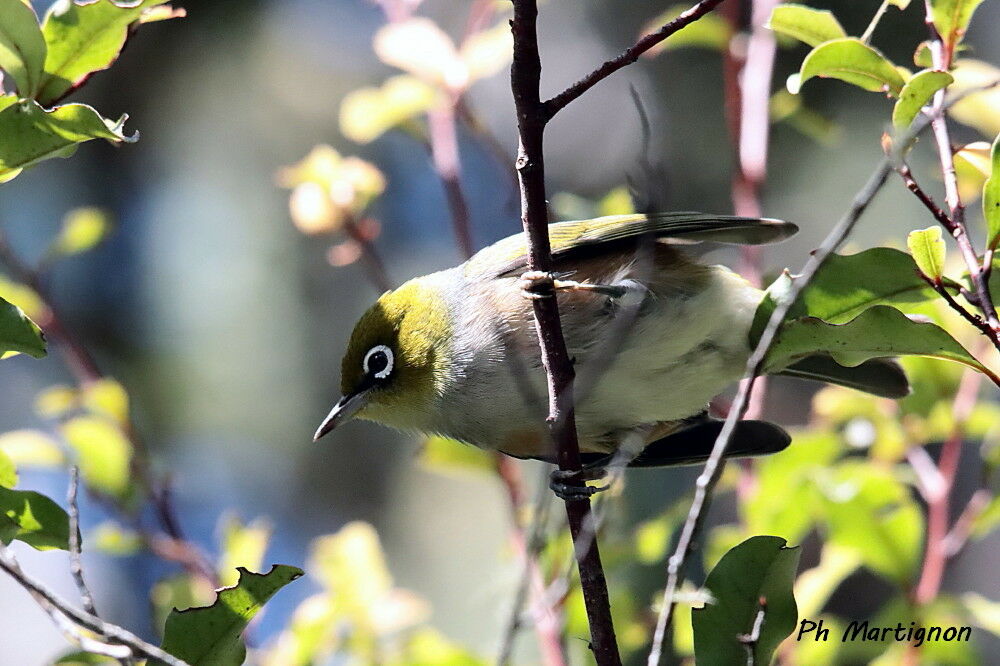 White-eyed Vireo