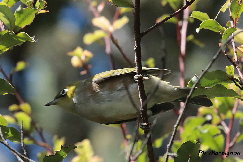 White-eyed Vireo
