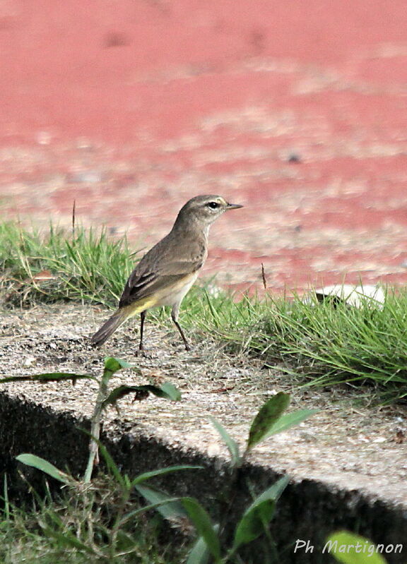 Yucatan Vireo, identification