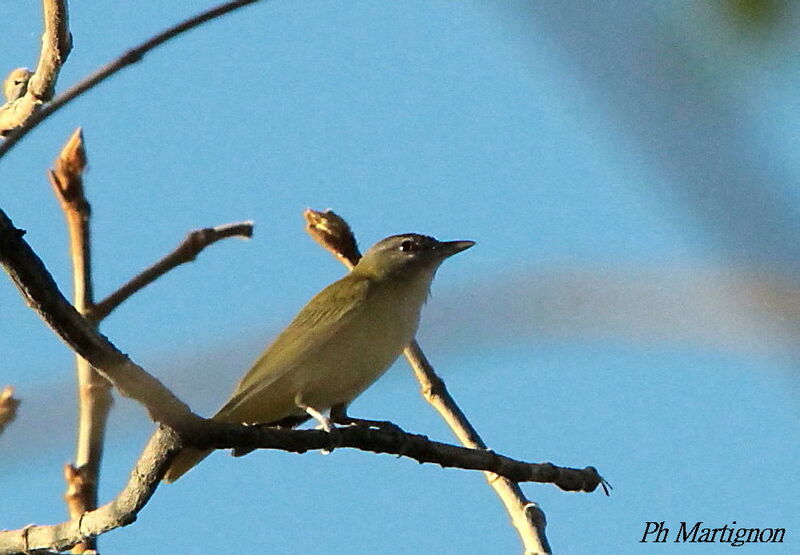 Viréo jaune-verdâtre, identification