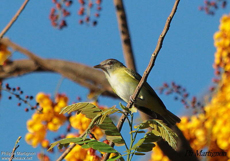 Yellow-green Vireoadult, habitat