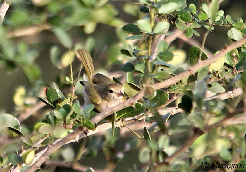 Scrub Greenlet, identification