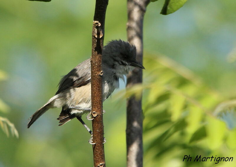 Mauritius Olive White-eye, identification