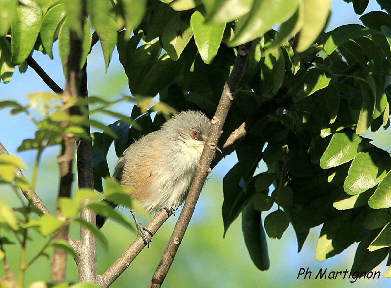 Mauritius Grey White-eye, identification