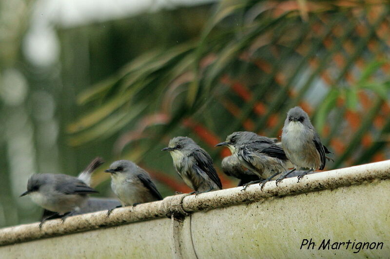 Mauritius Grey White-eye