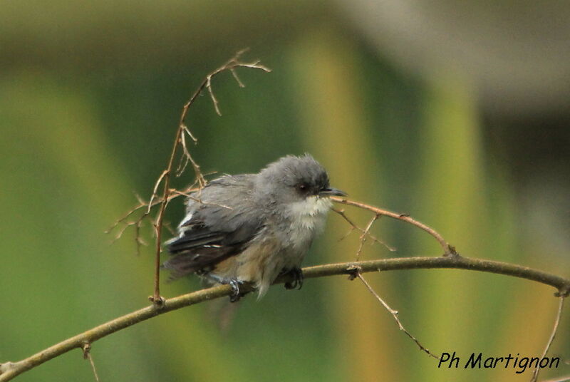 Mauritius Grey White-eye, identification