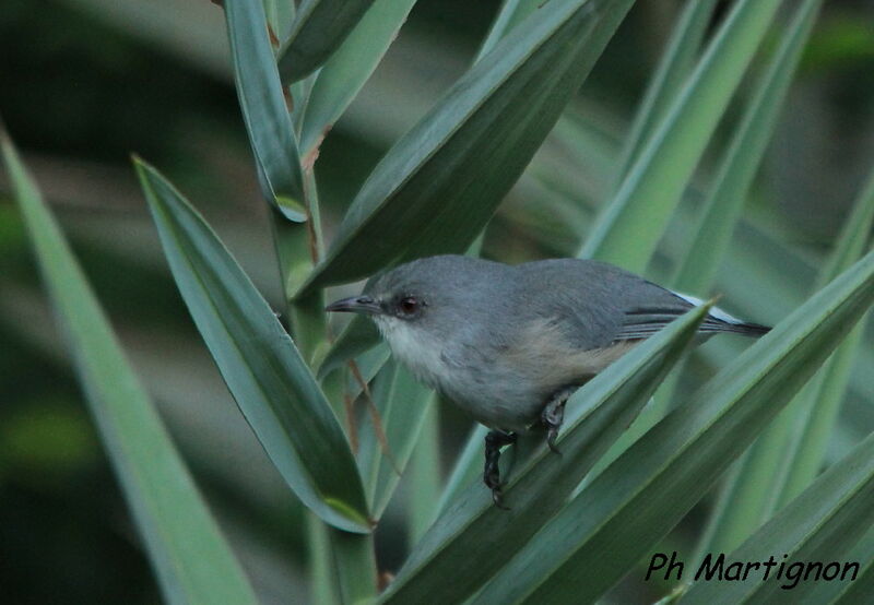 Zostérops gris, identification