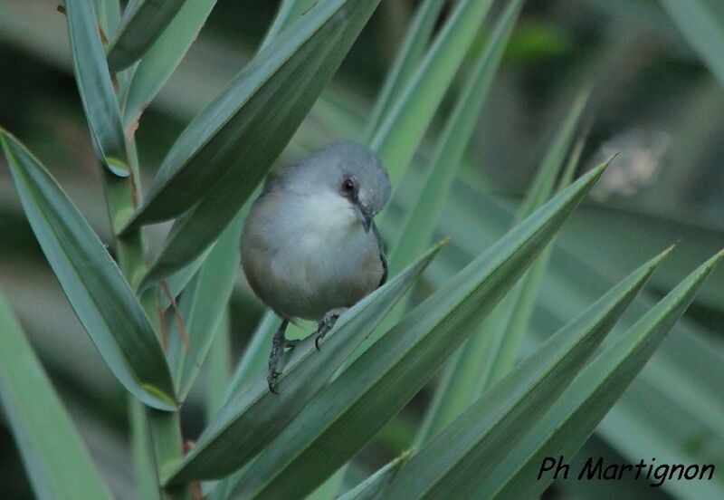 Mauritius Grey White-eye, identification