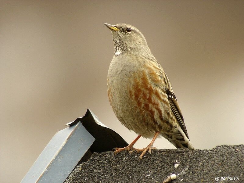 Alpine Accentor