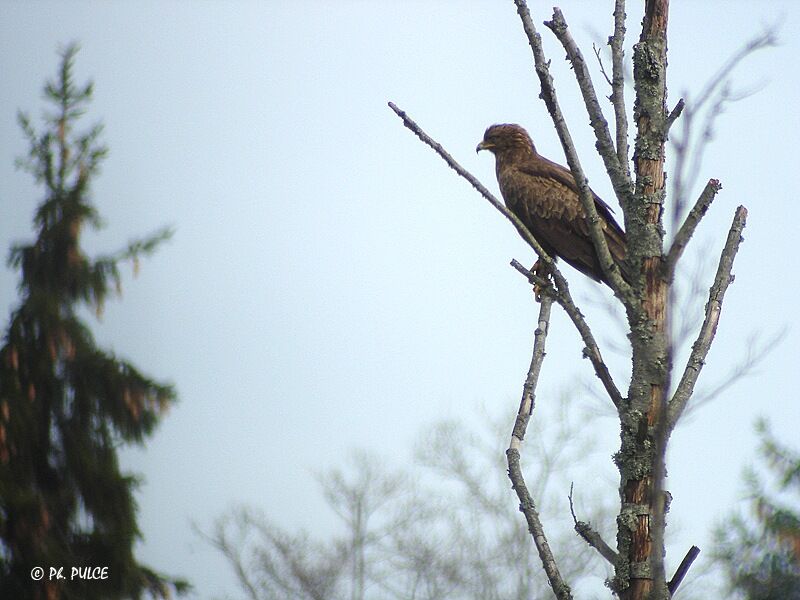 Lesser Spotted Eagle