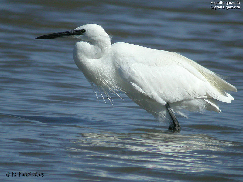 Little Egret