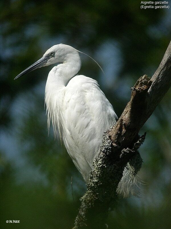 Little Egret