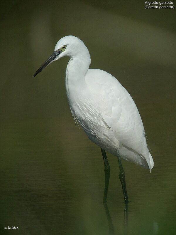 Little Egret