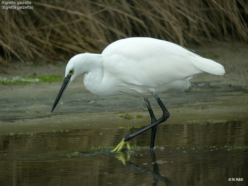 Little Egret