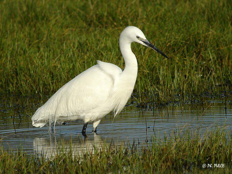 Little Egret