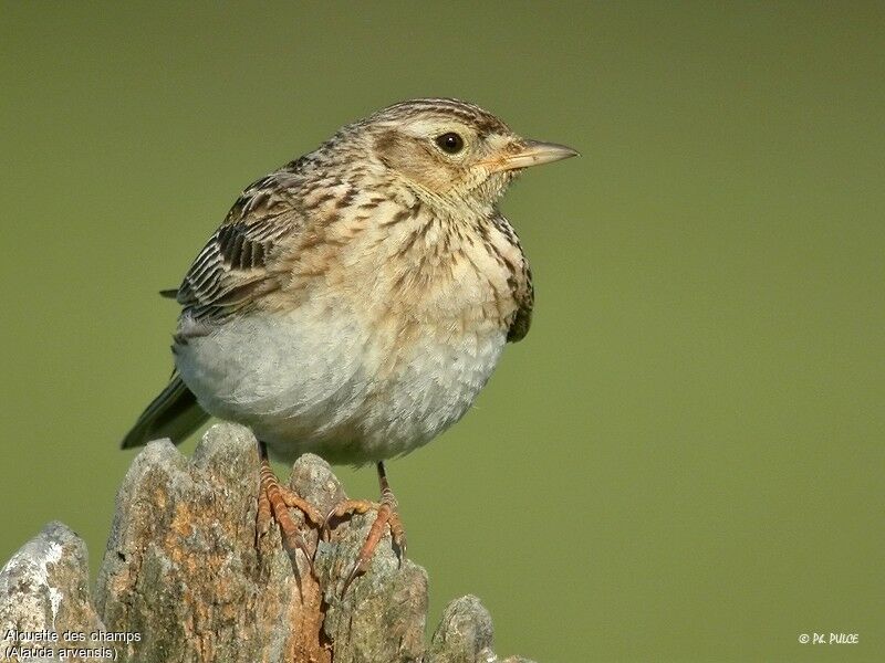 Eurasian Skylark