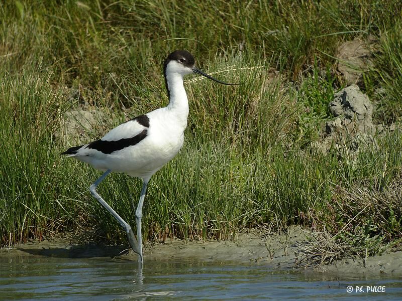 Avocette élégante