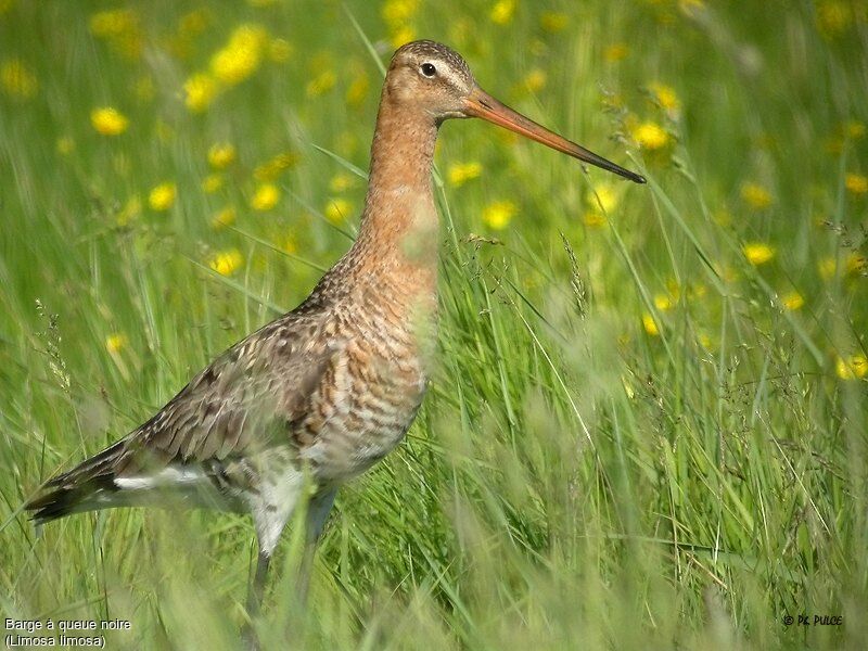 Black-tailed Godwit