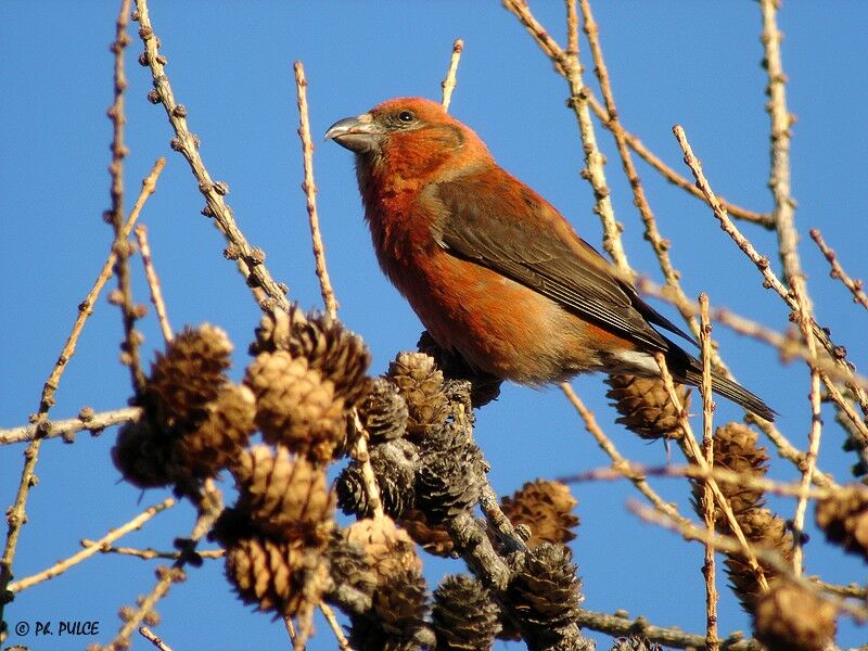 Red Crossbill