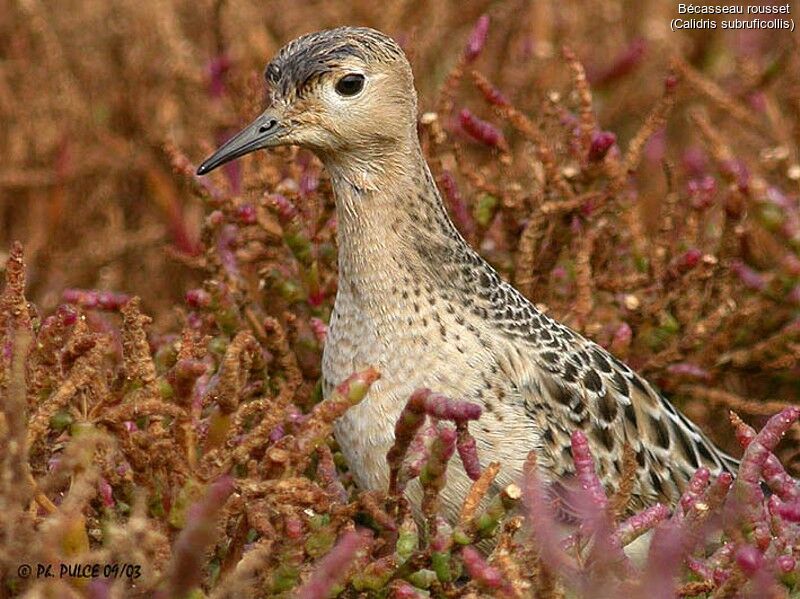 Buff-breasted Sandpiper