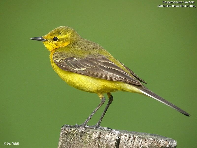 Western Yellow Wagtail (flavissima)