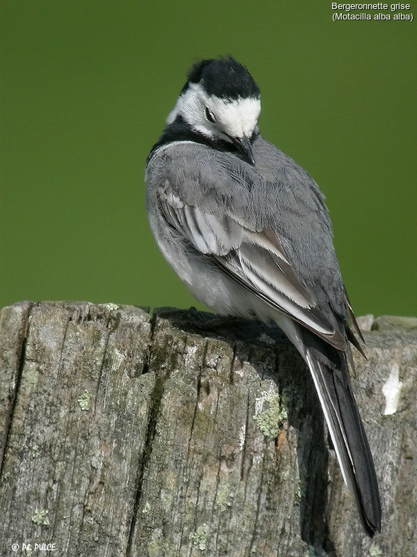 White Wagtail