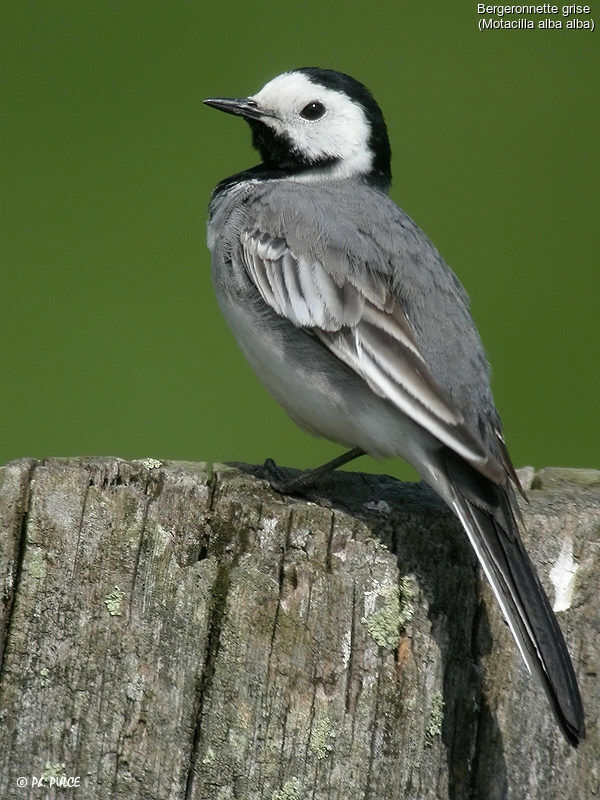 White Wagtail