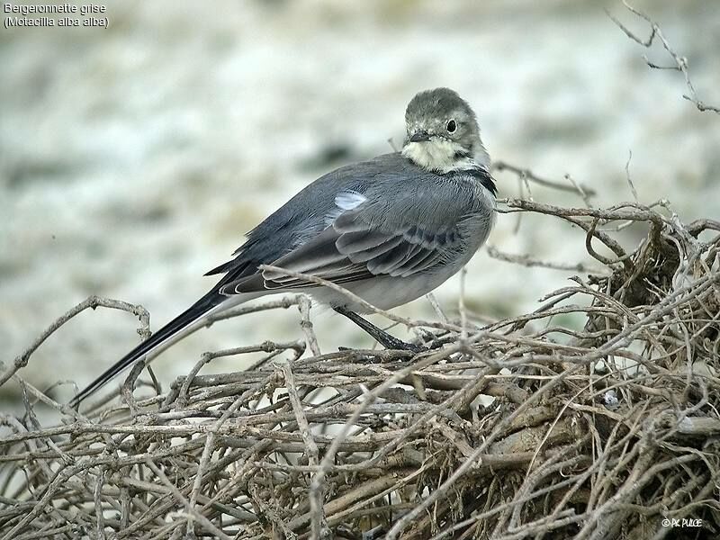 White Wagtail