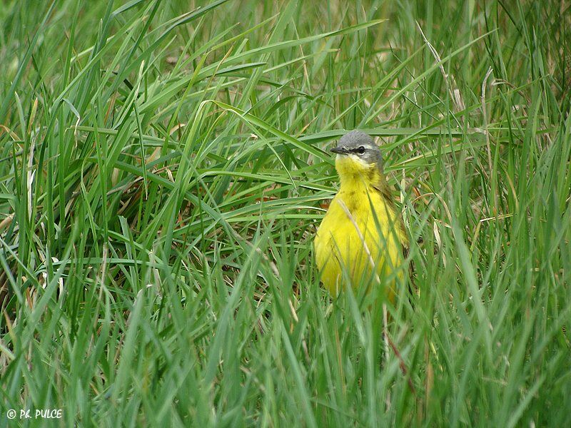 Western Yellow Wagtail