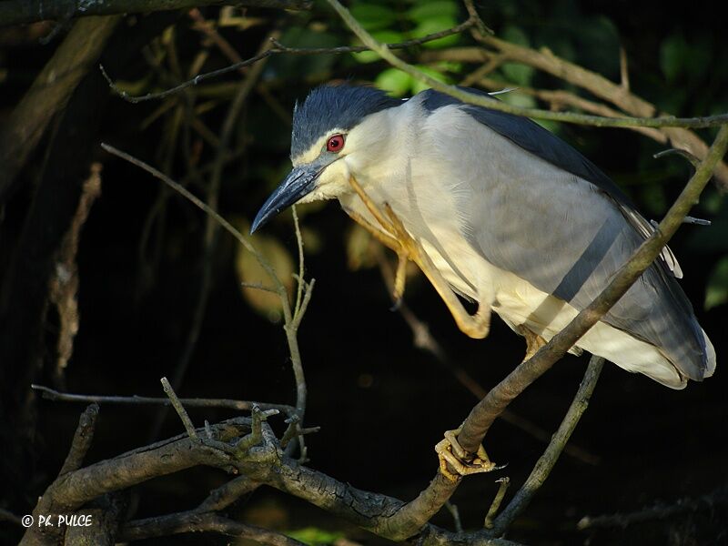 Black-crowned Night Heron