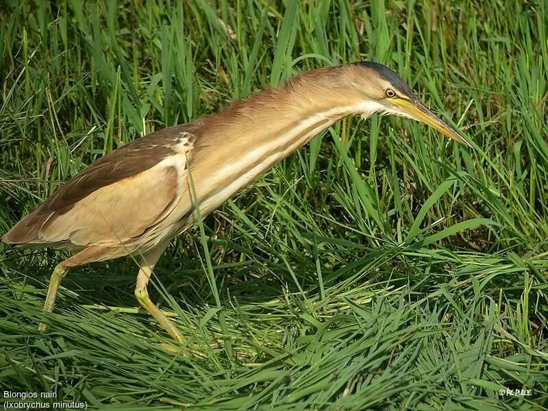 Little Bittern