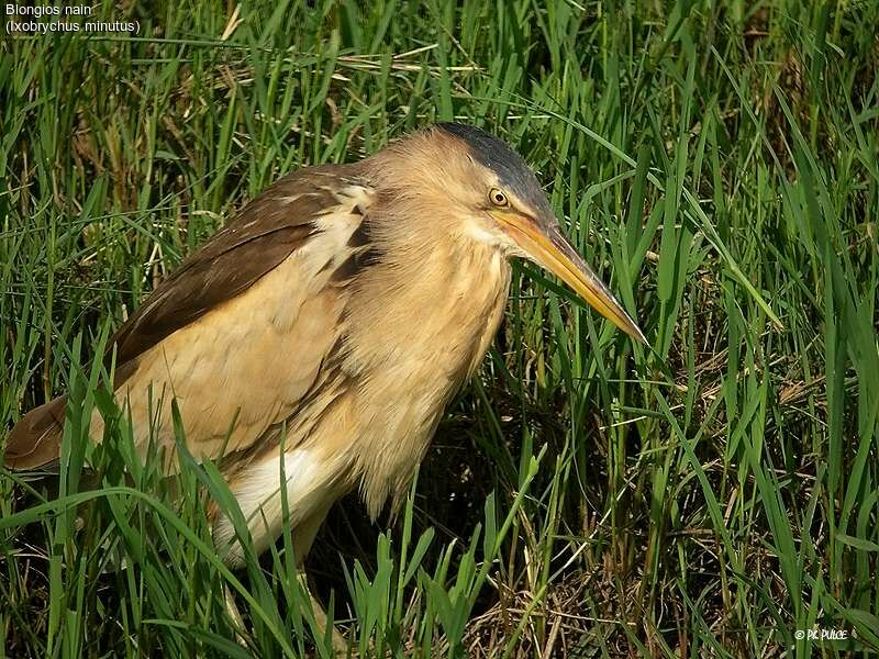 Little Bittern