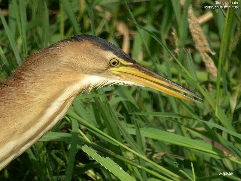 Little Bittern