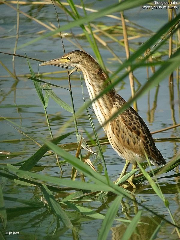 Little Bittern