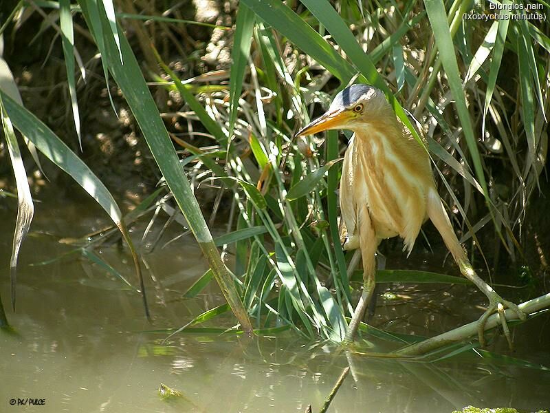 Little Bittern