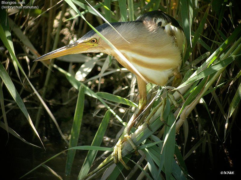 Little Bittern