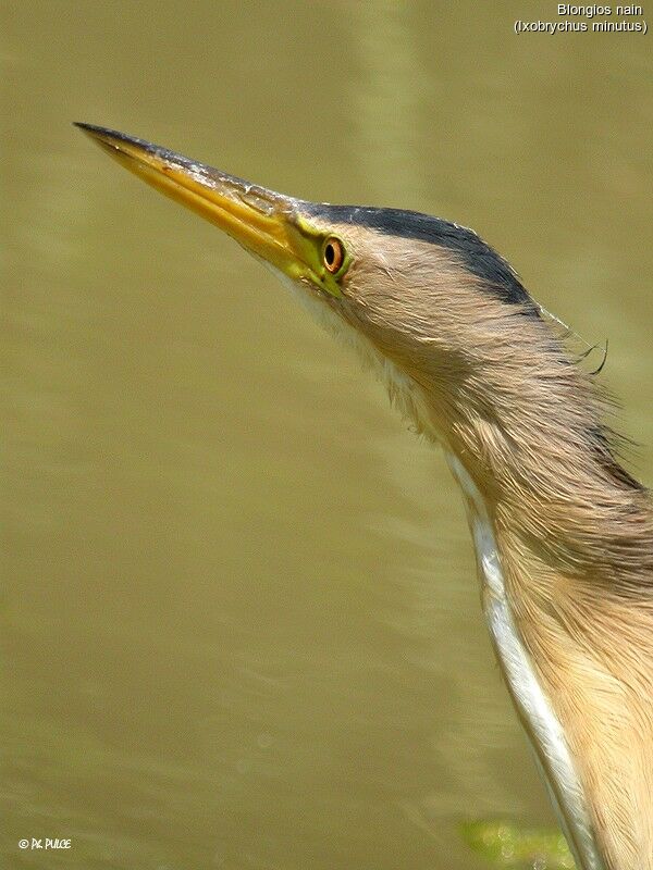 Little Bittern