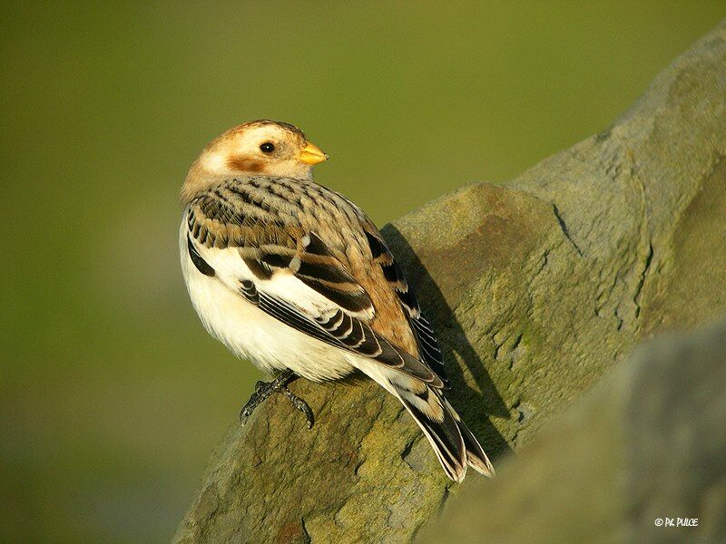 Snow Bunting