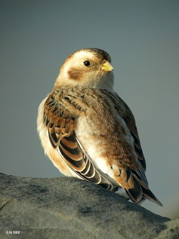 Snow Bunting