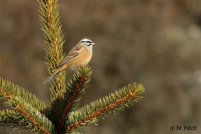 Rock Bunting