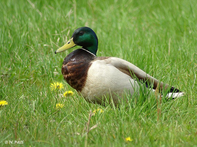 Mallard