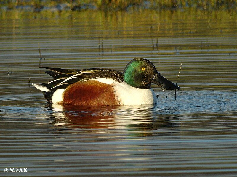 Canard souchet